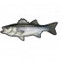 Salty Bones Peel and Stick Decal Striped Bass